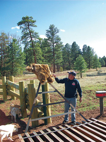 Ft. Wingate fireman Richard Brigle was on his way to a fire call in the Cibola National Forest last week when he found evidece of poaching in the zunies. Lack of law enforcement presence is a problem. © 2011 Gallup Independent / Staff Photo 